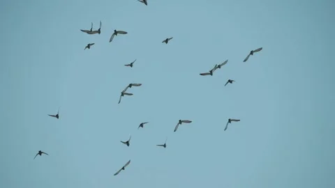 A drone shot a flock of brids flying away in the sky in India Stock Footage 251271190