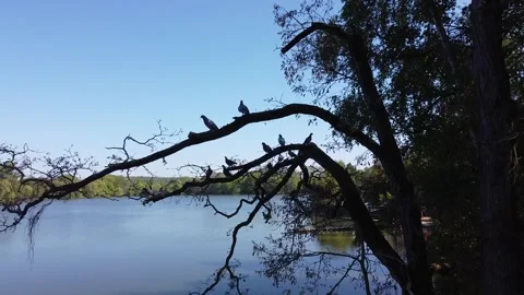 Drone shot of a Flock of doves, sitting on a Tree near a lake, then flying away Stock-Footage 139315103