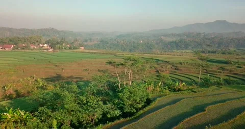 Drone shot of a flock of heron is perched on a tall tree in middle of rice field Stock Footage 158463081