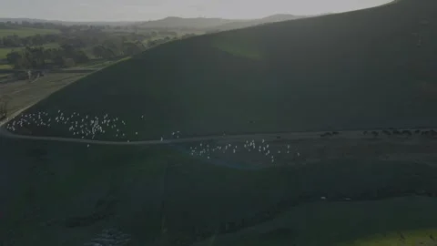 Drone Shot, Flock Of Parrots Fly Over The Hills, 6K 動画素材 332977166