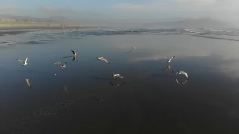 Drone shot of flock of seagulls flying over wet costal beach at dusk Vídeo Stock 120081908