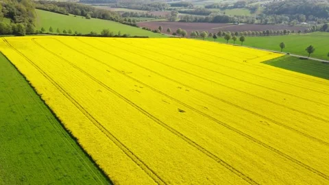 Drone shot of flowering rape field surrounded by green summer landscape Stock Footage 178014484