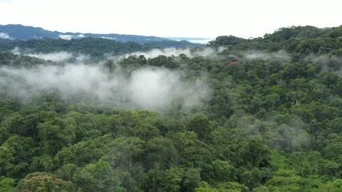 Drone shot flying closely over the canopy of a tropical rainforest Stock Footage 142758244