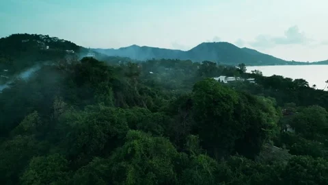 Drone shot flying closer to trees of small tropical rainforest in hilly or Stock Footage 240262507
