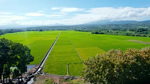 Drone Shot Flying Forward Over Green Rice Fields with Mount Inerie Background Stock Footage 335005973