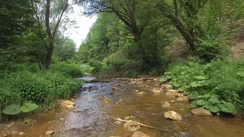 Drone Shot Flying Low Over A River Forest Stock Footage 98264278