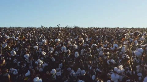 Drone shot flying low over fresh cotton plants on a plantation field in Stock Footage 135848959