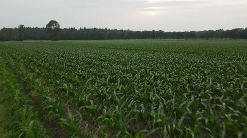 Drone Shot Flying Over a cornfield 4K Stock Footage