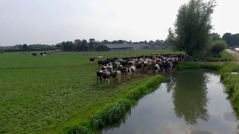 Drone shot flying over cows in the dutch grasslands Video stock 79663418