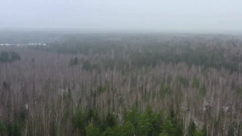 Drone shot flying over dense woods in foggy weather Vídeos de archivo 333834286