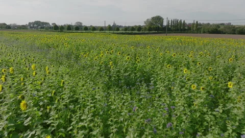 Drone shot flying over field of sunflowers Video stock 301313074