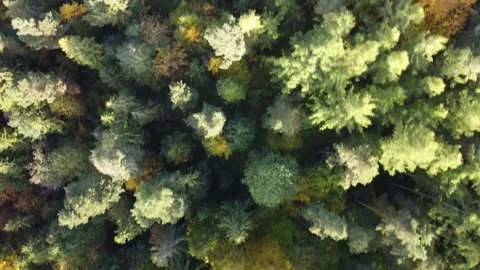 Drone shot flying over forrest and trees in autumn with many colors yellow and g Stock Footage 218116311