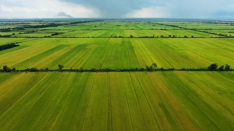 Drone shot flying over green and yellow ripening rice fields Stock Footage 337526901