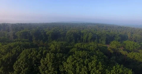 Drone shot flying over huge misty forest Stock Footage 79664201