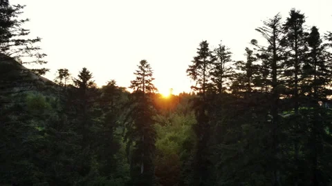Drone shot flying over pine conifer treetops, nature background Stock Footage 243899433