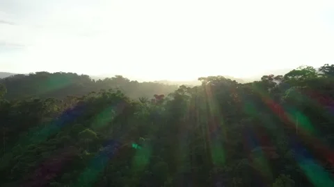 Drone shot that is flying over rainforest with the forest canopy Stock Footage 142761595