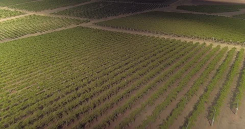 Drone Shot - Flying Over Rows of Vines in Vineyard Stock Footage 94093103