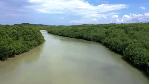 Drone shot flying over a snaking river and mangrove forests in Costa Rica Stock Footage 164189533