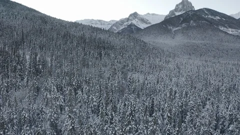 Drone shot flying over snow covered trees in the Stock Footage 124805312