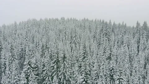 Drone shot flying over snow covered fir trees. Winter forest in a snowstorm. Stock Footage 147258383