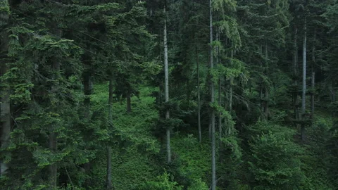 Drone shot flying over spruce conifer treetops, nature background Stock Footage 135022177
