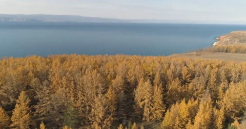 Drone Shot Flying Over Spruce Conifer Treetops Autumn Scene of Lake Baikal Stock Footage 142576349