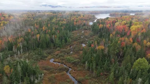 Drone Shot Flying Over Stream in Fall Foliage Towards Lake Stock Footage 287762933
