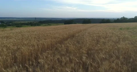 Drone shot flying over three combine harvesters working on wheat field Stock Footage 222963708