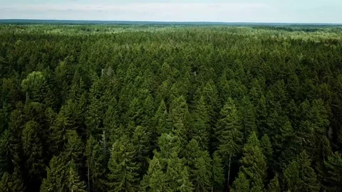 Drone shot flying over tree tops Stock-Footage 137603134