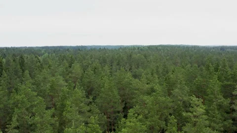 Drone shot flying over tree tops, Nature background in 4K resolution. Stock Footage 152424342