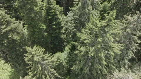 Drone shot flying over tree tops. Stock Footage 261404996