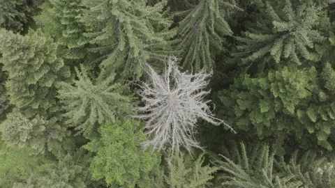 Drone shot flying over tree tops. Stock Footage 261405260