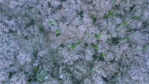 Drone shot flying over treetops Stock Footage 125752177