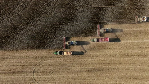 Drone shot flying over two combine harvesters transferring freshly harvested Stock Footage 194424588