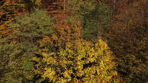 Drone shot flying over yellow tree tops, Nature background, national park Stock Footage 154191072