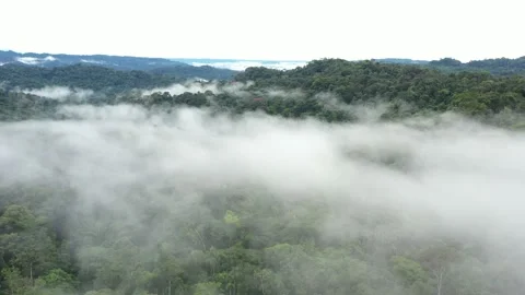 Drone shot flying through the clouds into the tree canopy of rainforest Stock Footage 142758251
