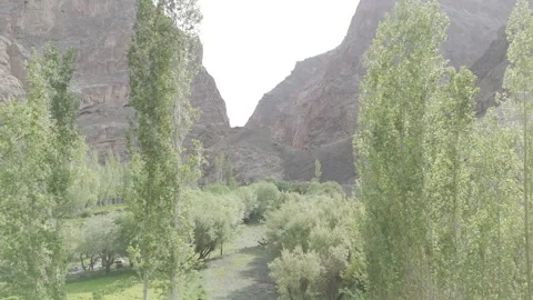 Drone Shot Flying Through Lush Ladakh Forest Toward Mountains in the Scenic Stock Footage 334655209