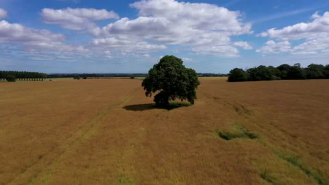 Drone shot flying towards a tree and then rising above to reveal countryside. 4k Stock Footage 147151841