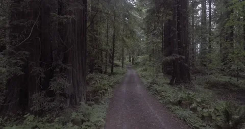 Drone Shot following dirt path through Redwoods Forest Stock Footage 134354994