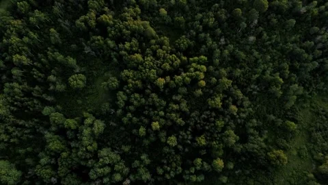 Drone Shot of Forest 3 Stock Footage 246267585