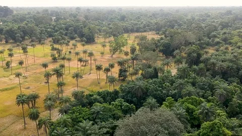 Drone shot of forest and farm land in Senegal Africa Stock Footage