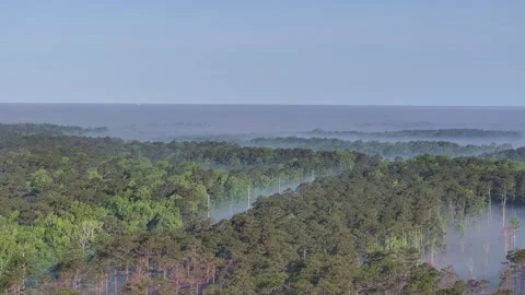 Drone shot of forest fire and smoke in laying low in the pine trees. Descending Stock Footage 308217305