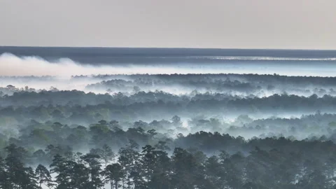 Drone shot of forest fire and smoke in laying low in the pine trees. Slowly Stock Footage 308217343