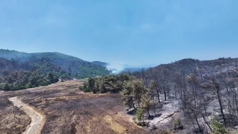Drone shot of forest fire Stock Footage 312338127