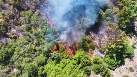 Drone shot of forest fire Stock Footage 312338158