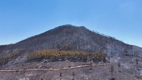 Drone shot of forest fire Stock Footage 312338996