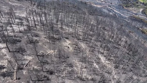 Drone shot of forest fire Stock Footage 312339030