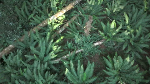 Drone shot of forest floor covered with ferns. Video stock 283800378