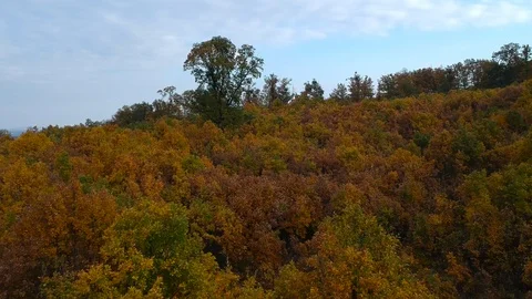 A drone shot of a forest Stock Footage 99007673