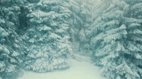 Drone Shot Of A Forest 動画素材 127097879